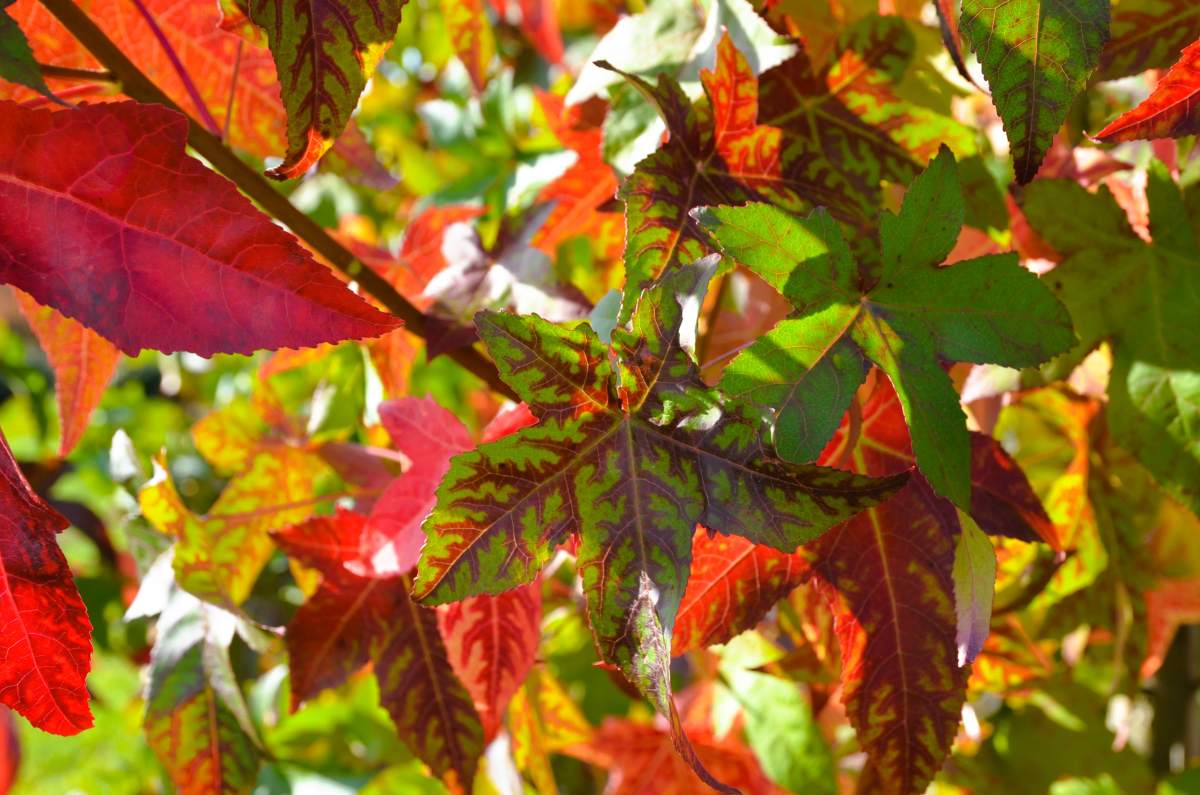 Amberbaum Lane Roberts