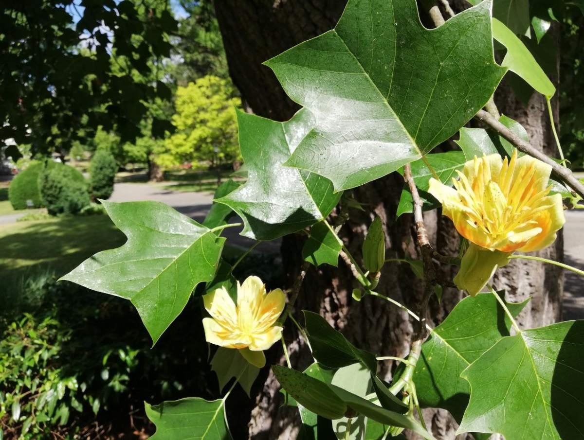 Tulpenbaum