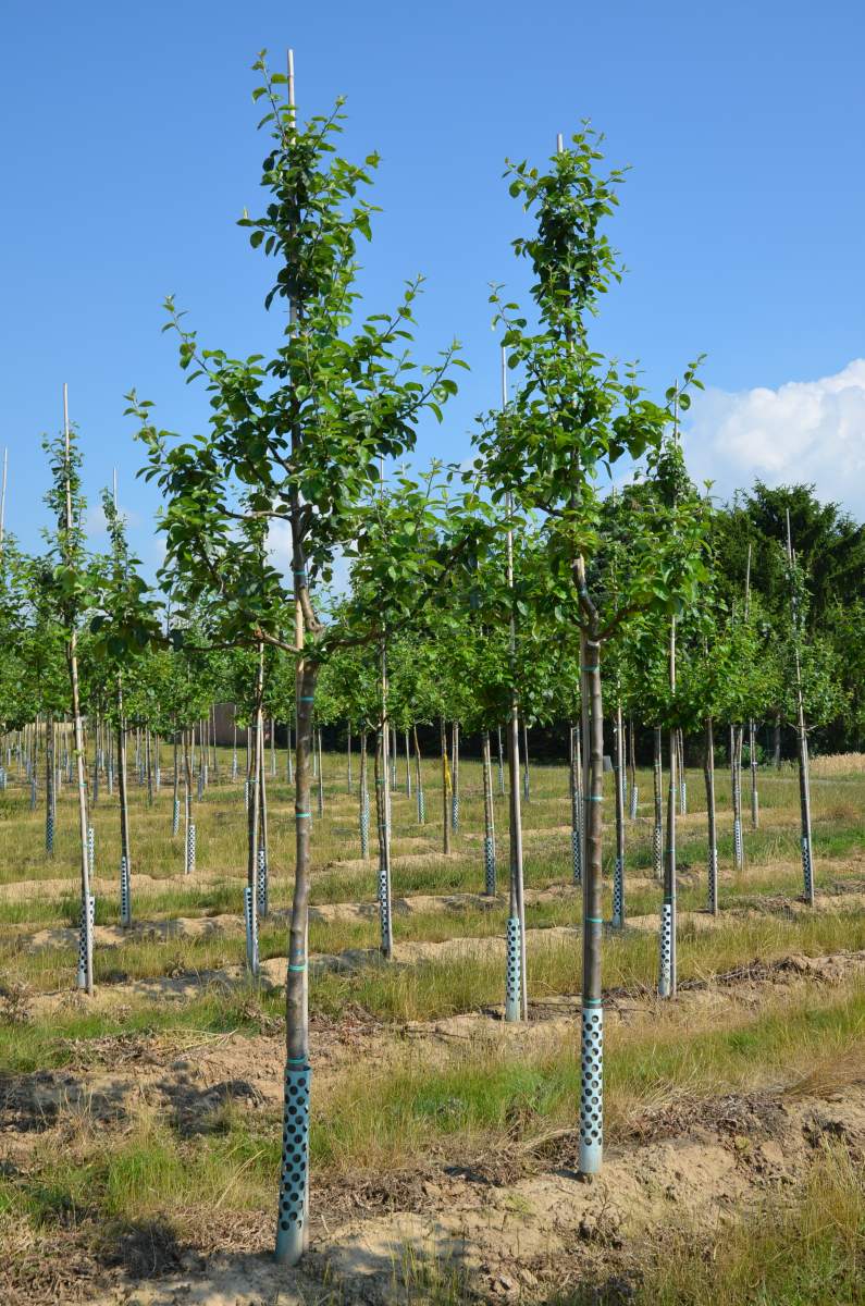 Apfel: Luxemburger Renette