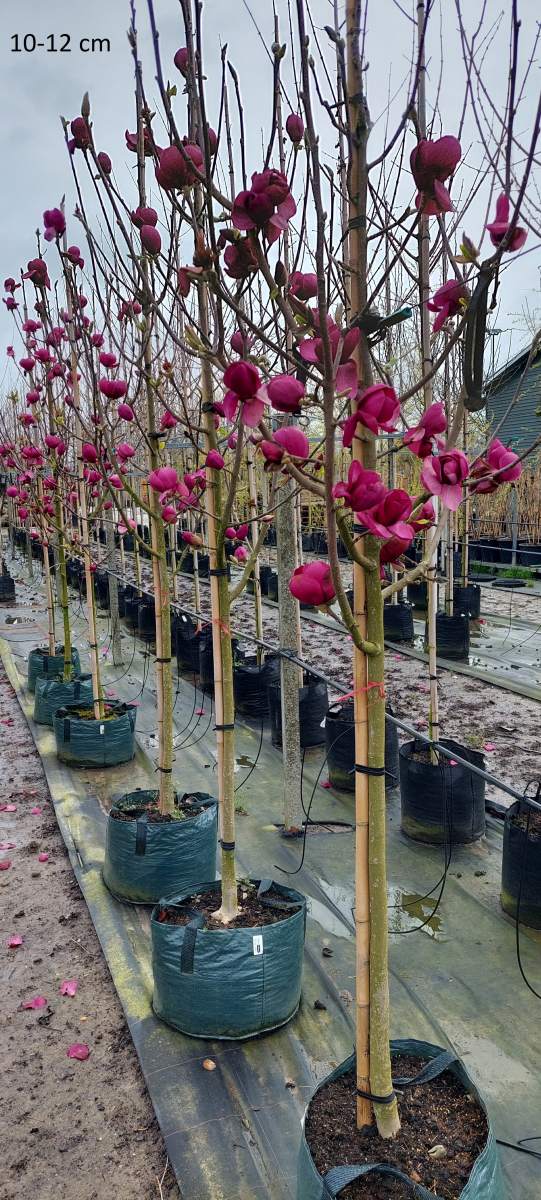 Magnolie: Purpur-Magnolie Black Tulip