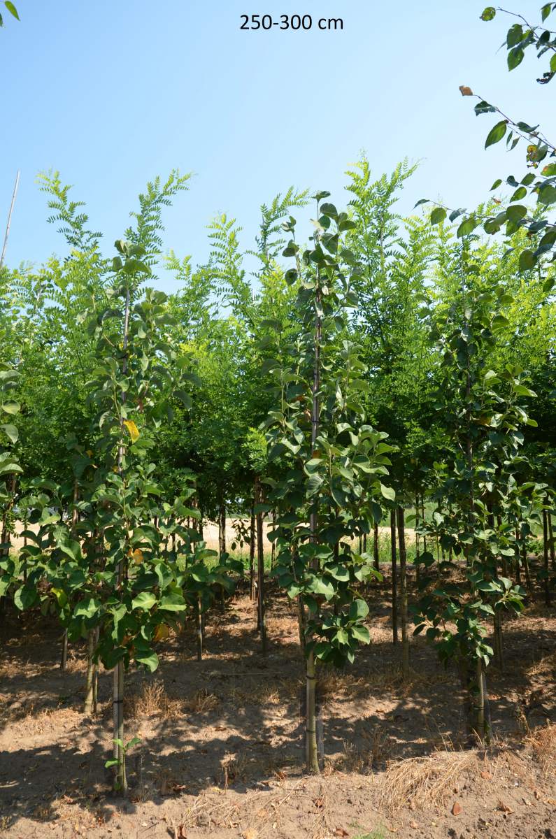 Magnolie: Purpur-Magnolie Black Tulip