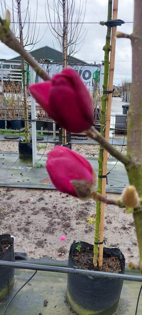 Magnolie: Purpur-Magnolie Black Tulip