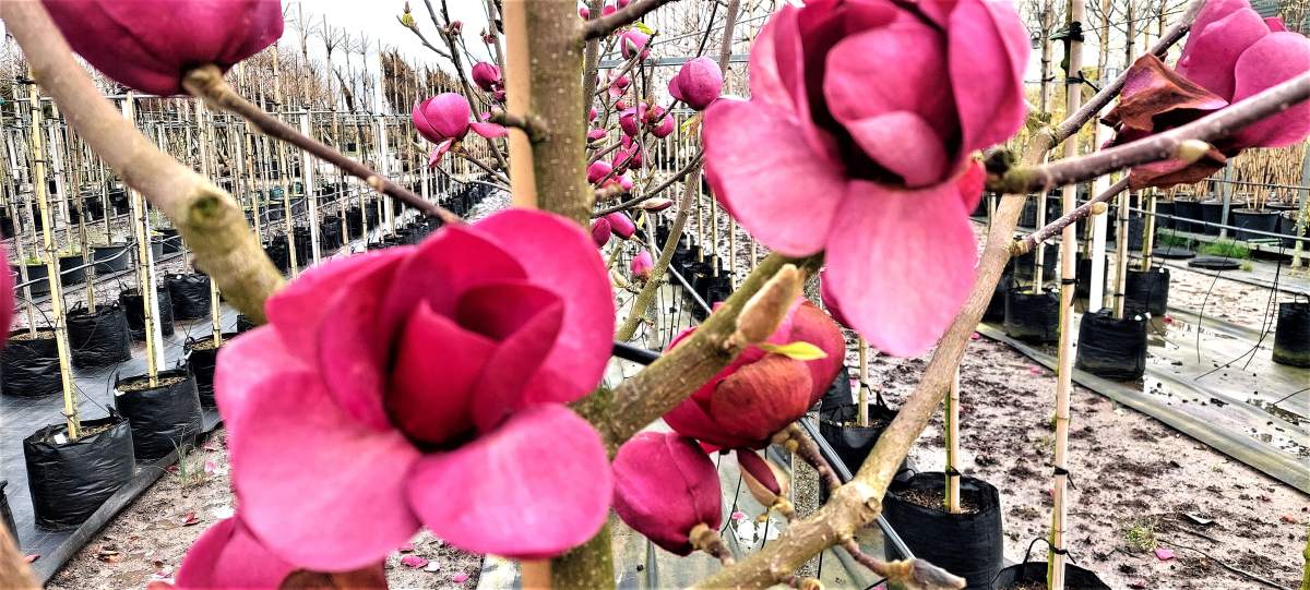 Magnolie: Purpur-Magnolie Black Tulip