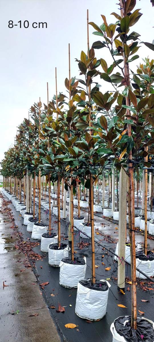 Magnolie: Großblumige Magnolie Galissonière