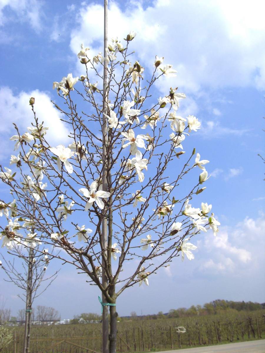 Magnolie: Baummagnolie