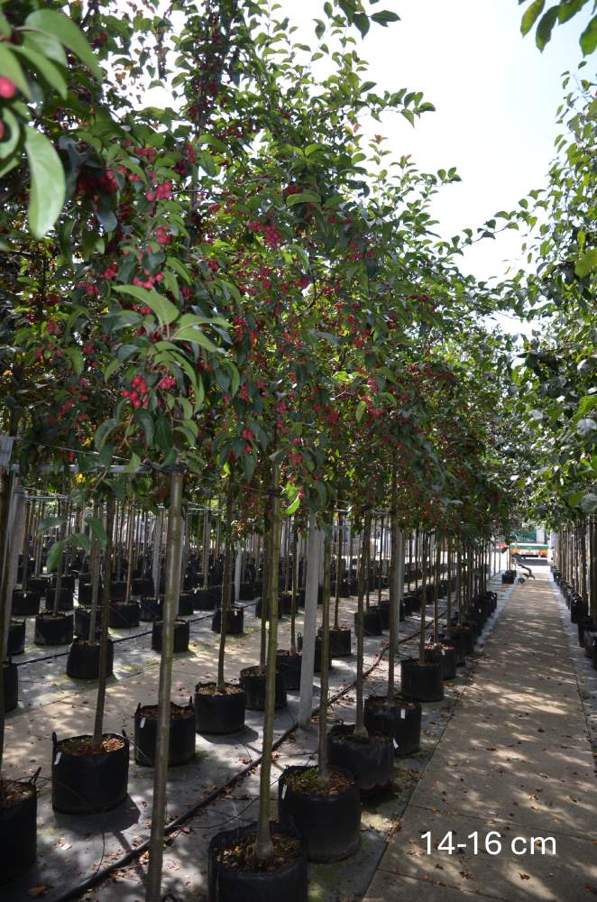 Zierapfel: Hänge-Zierapfel Royal Beauty