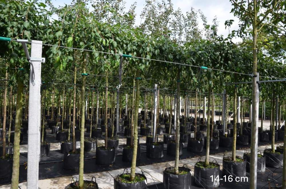 Zierapfel: Hänge-Zierapfel Royal Beauty