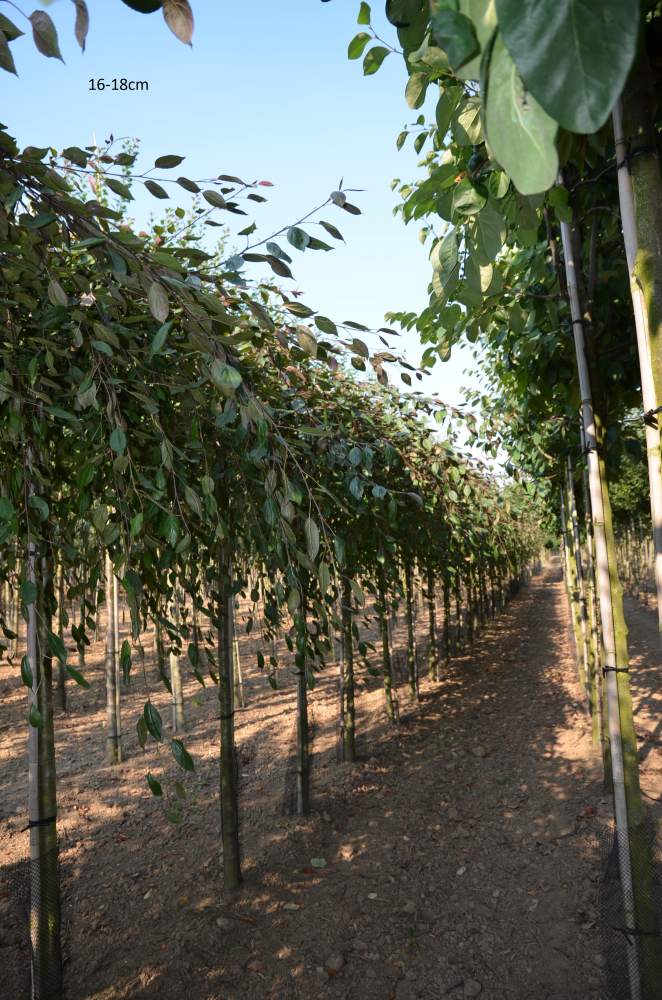 Zierapfel: Hänge-Zierapfel Royal Beauty