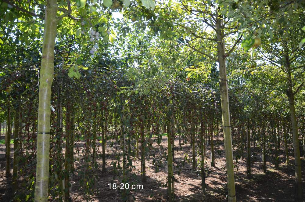 Zierapfel: Hänge-Zierapfel Royal Beauty