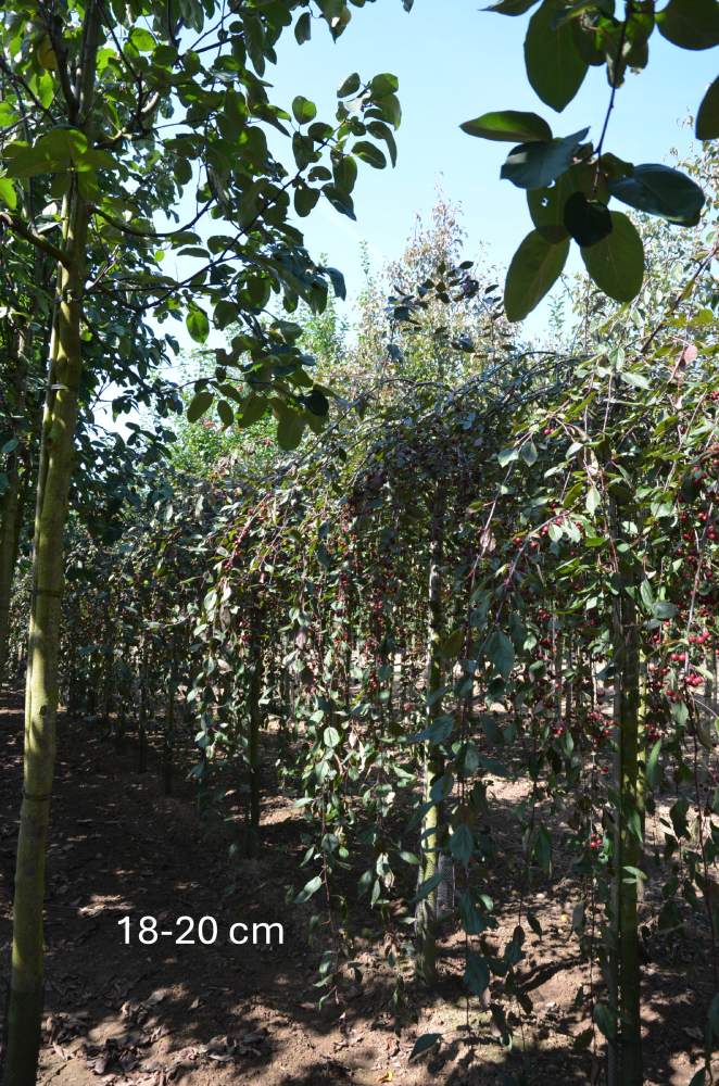 Zierapfel: Hänge-Zierapfel Royal Beauty