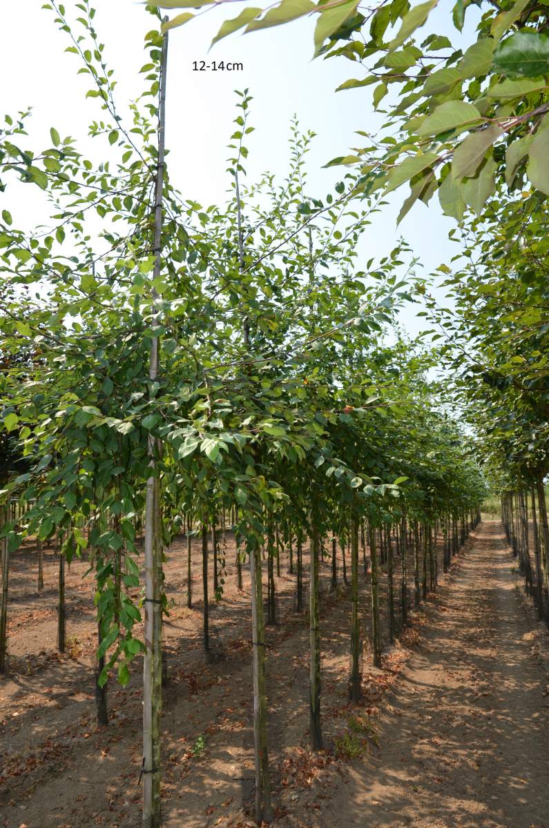 Zierapfel: Zierapfel Floribunda