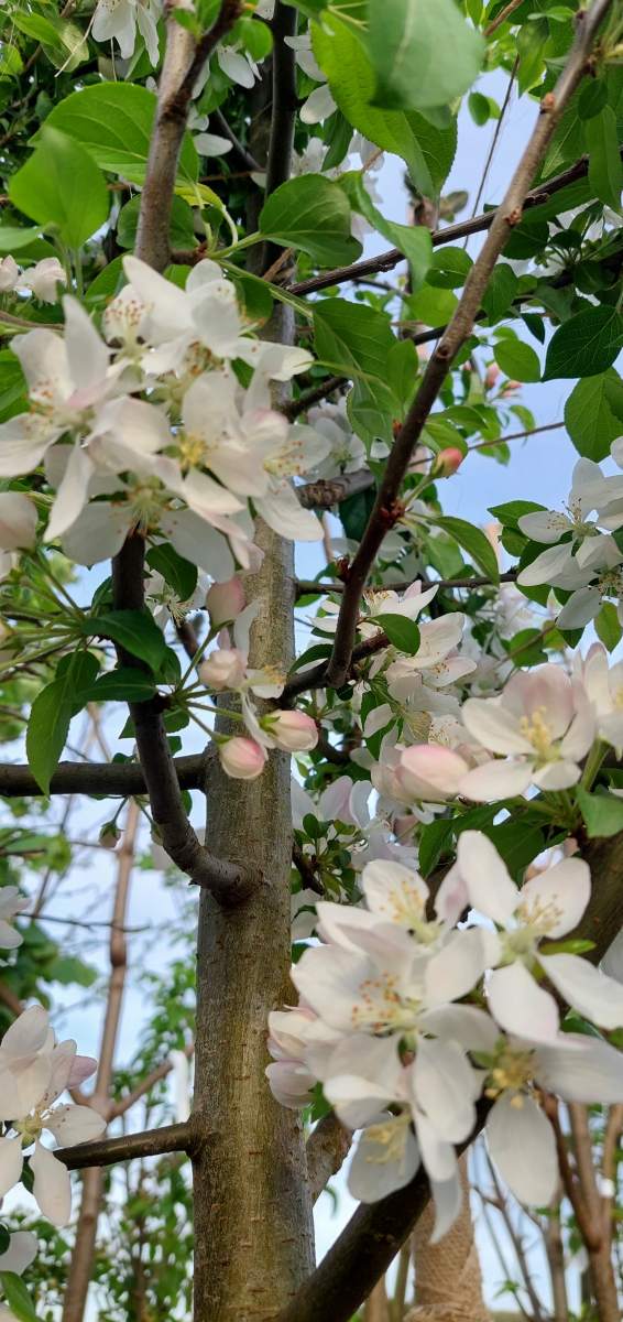 Apfel: Holzapfel/Wildapfel