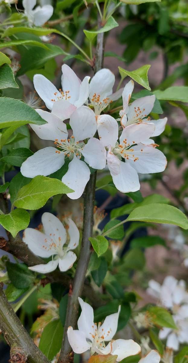 Apfel: Holzapfel/Wildapfel