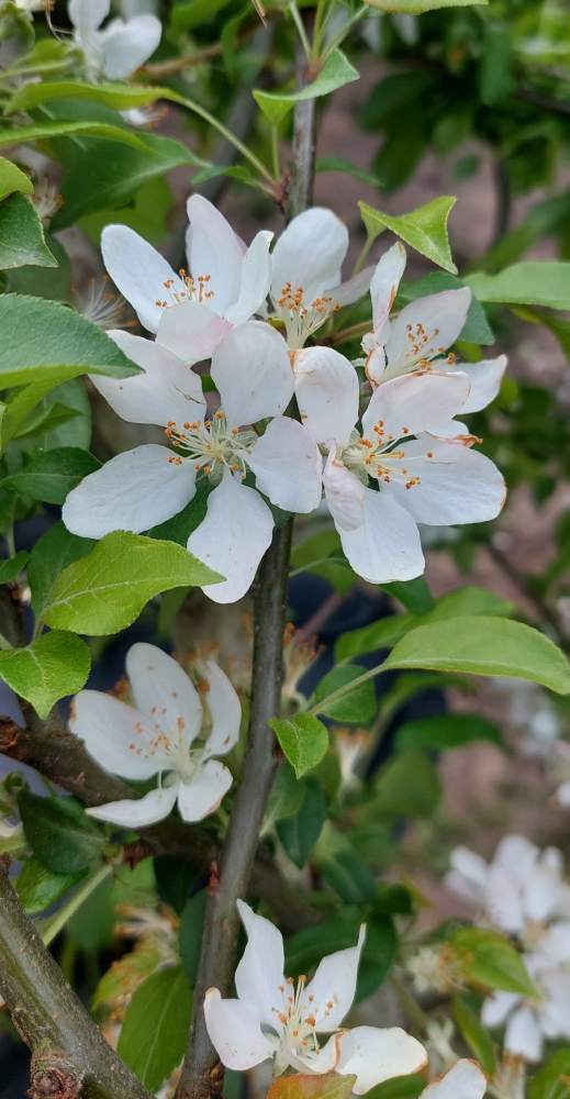 Wildapfel - gebietsheimisch nach VgK 1-6