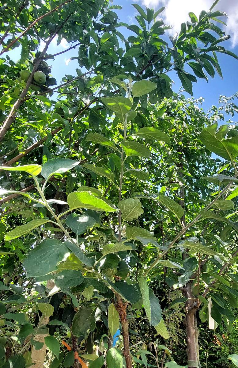 Apfel: Mehrsortenbaum - Alkmene - Elstar - Holsteiner Cox