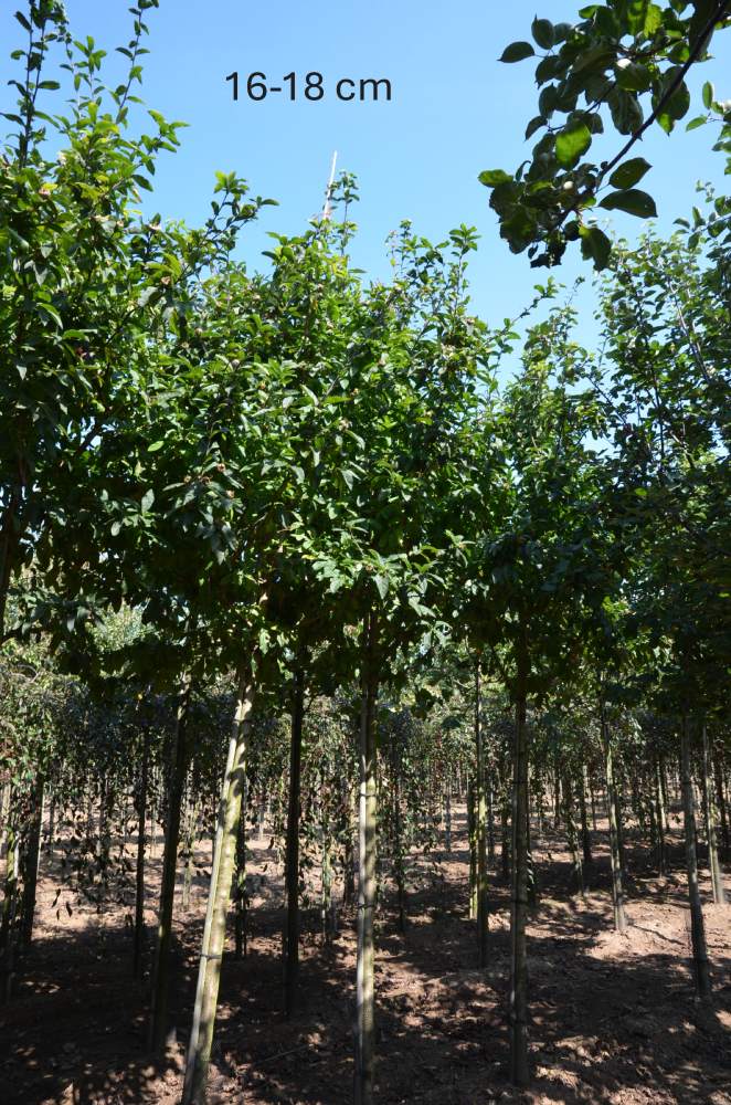 Mispel: Echte Mispel