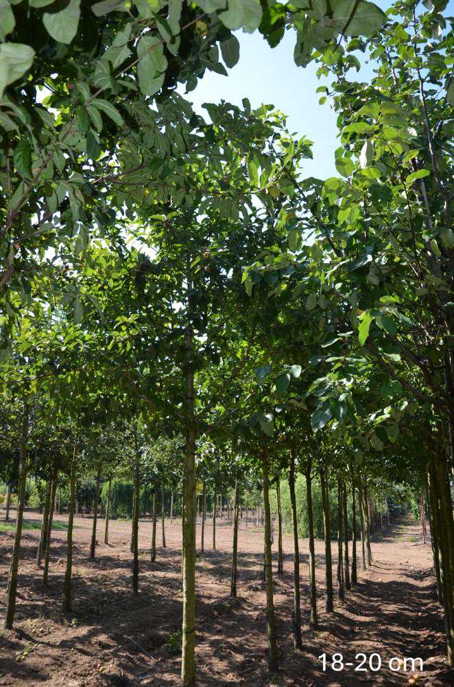 Mispel: Echte Mispel