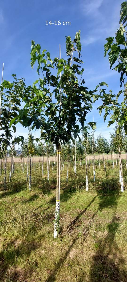 Maulbeere: fruchtloser Maulbeerbaum