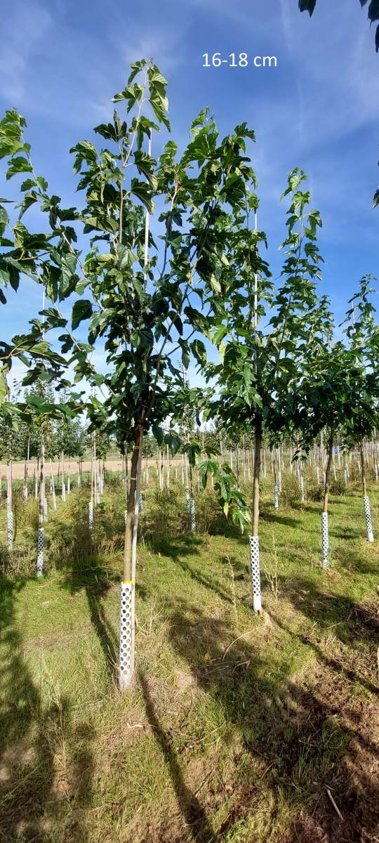 Maulbeere: fruchtloser Maulbeerbaum