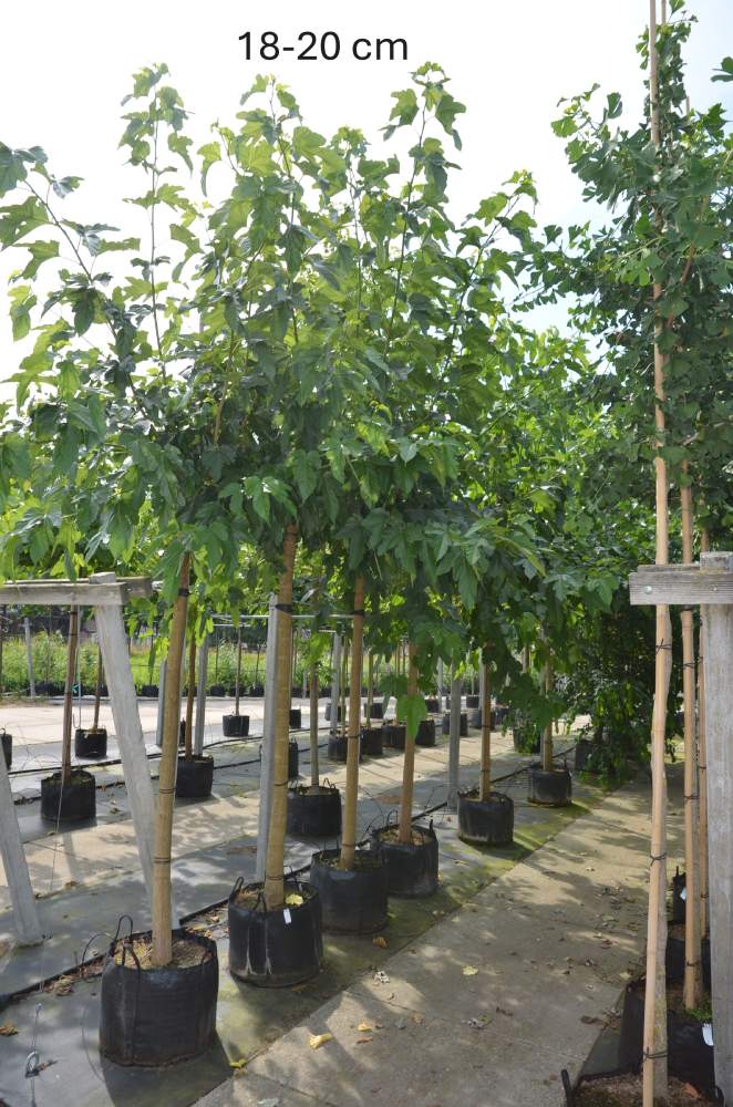 Maulbeere: fruchtloser Maulbeerbaum