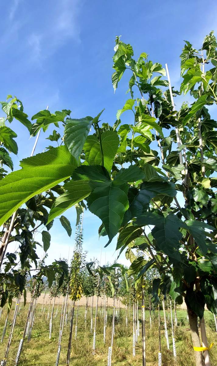 Maulbeere: fruchtloser Maulbeerbaum