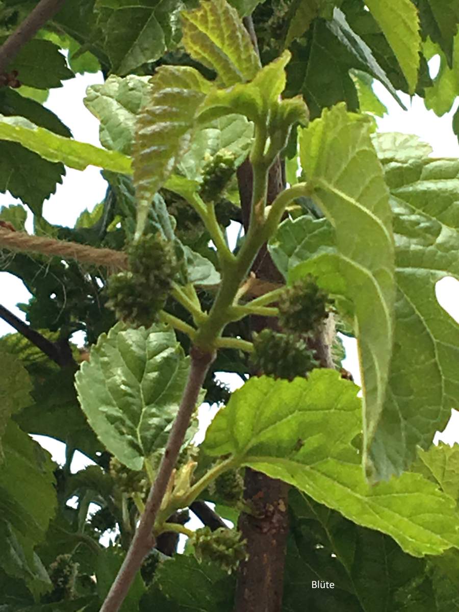 Maulbeere: fruchtloser Maulbeerbaum