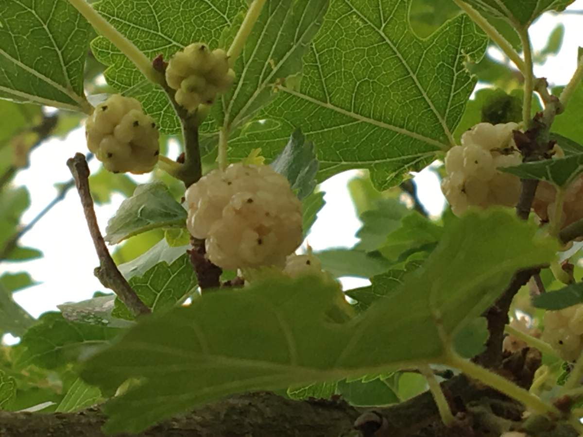 Maulbeere: weißer Maulbeerbaum