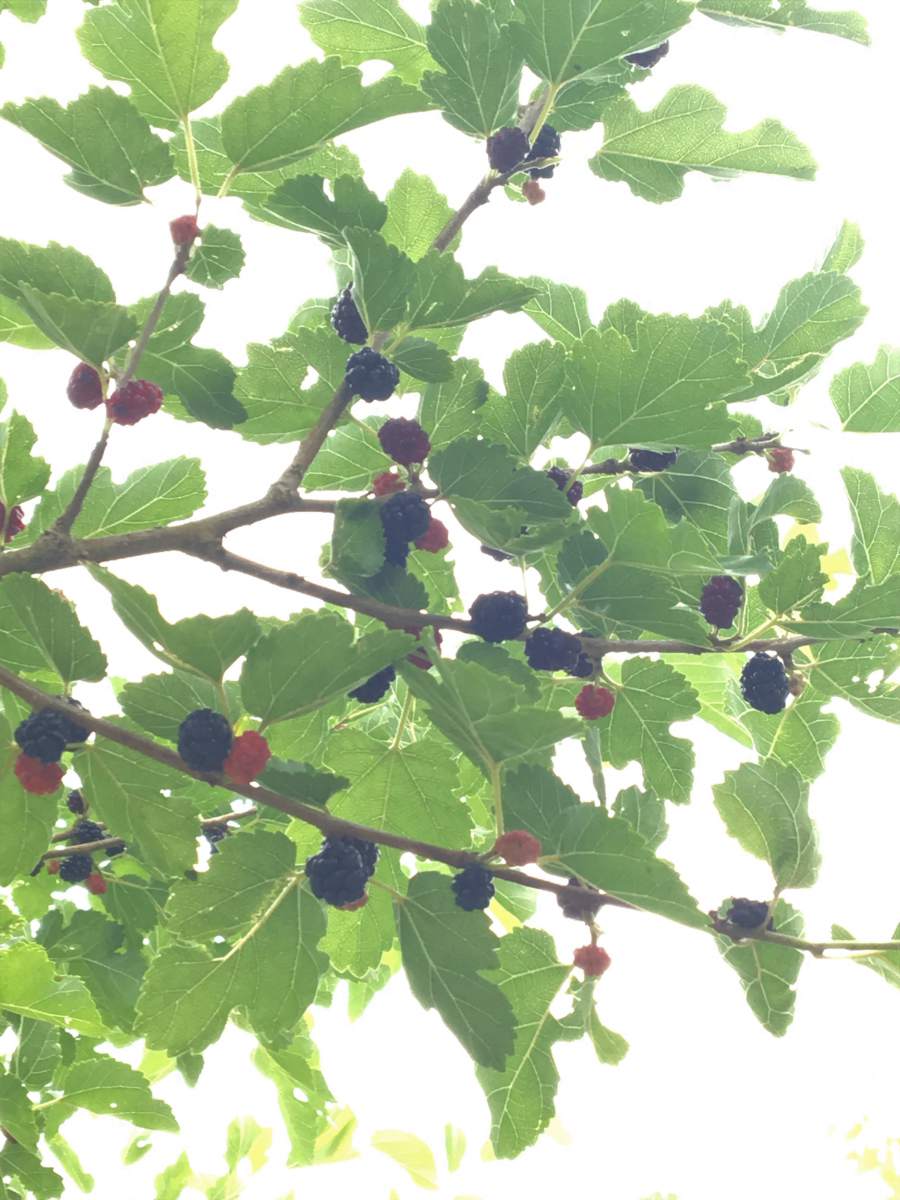 Maulbeere: schwarzer Maulbeerbaum