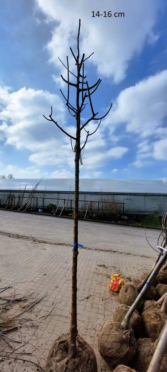 Maulbeere: schwarze Maulbeere Wellington