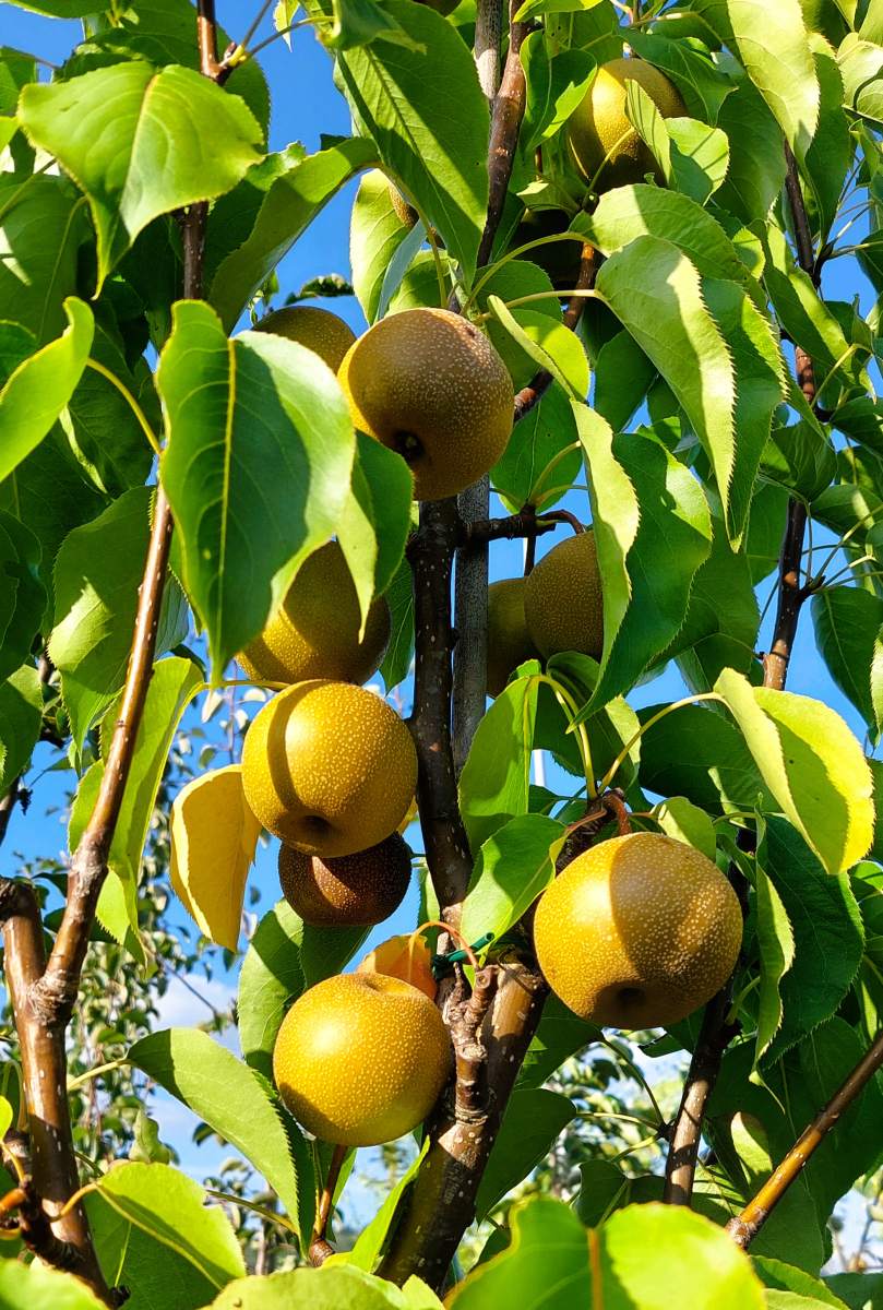 Nashi: Kumoi (Asienbirne)