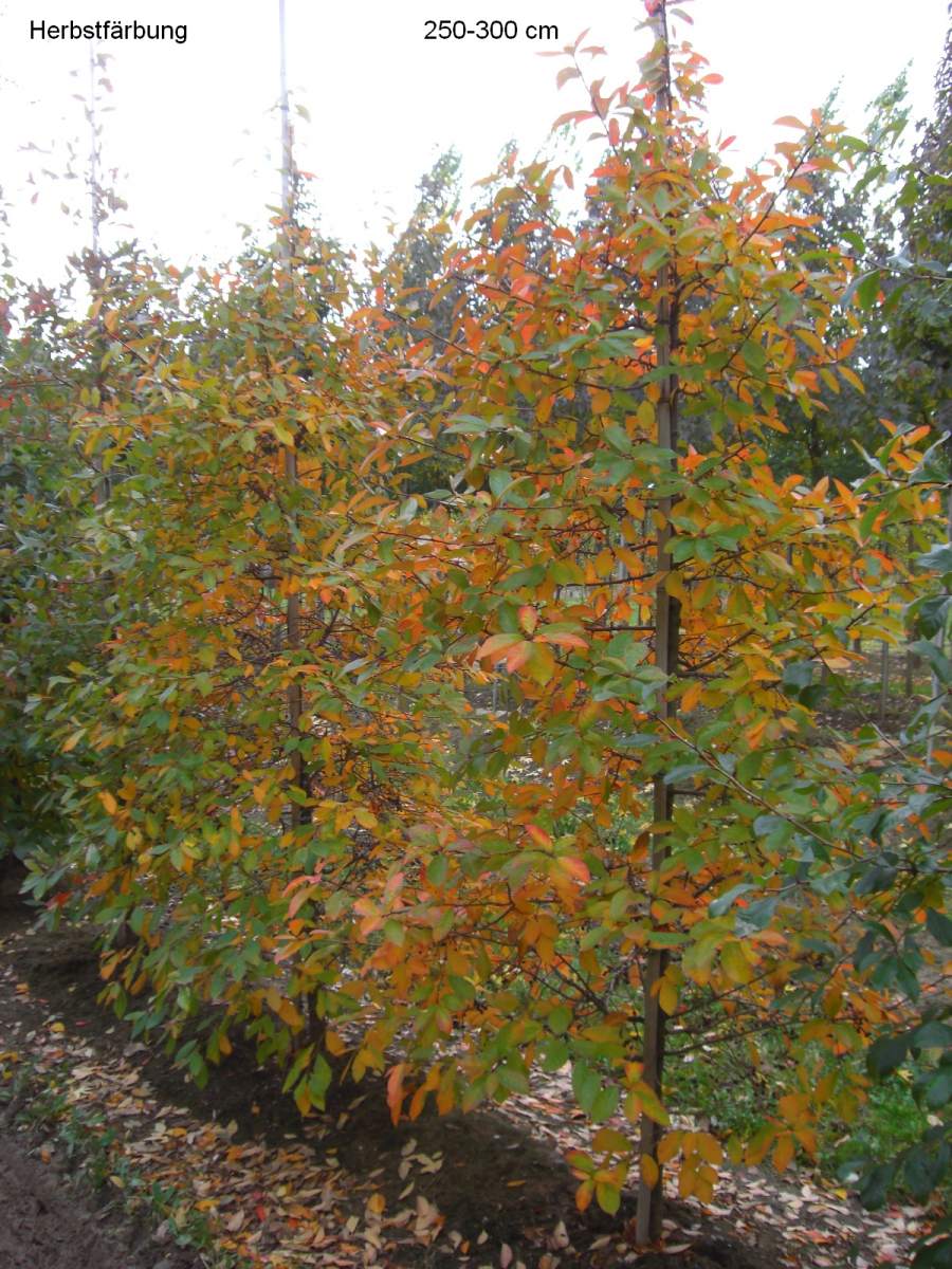 Wald-Tupelobaum