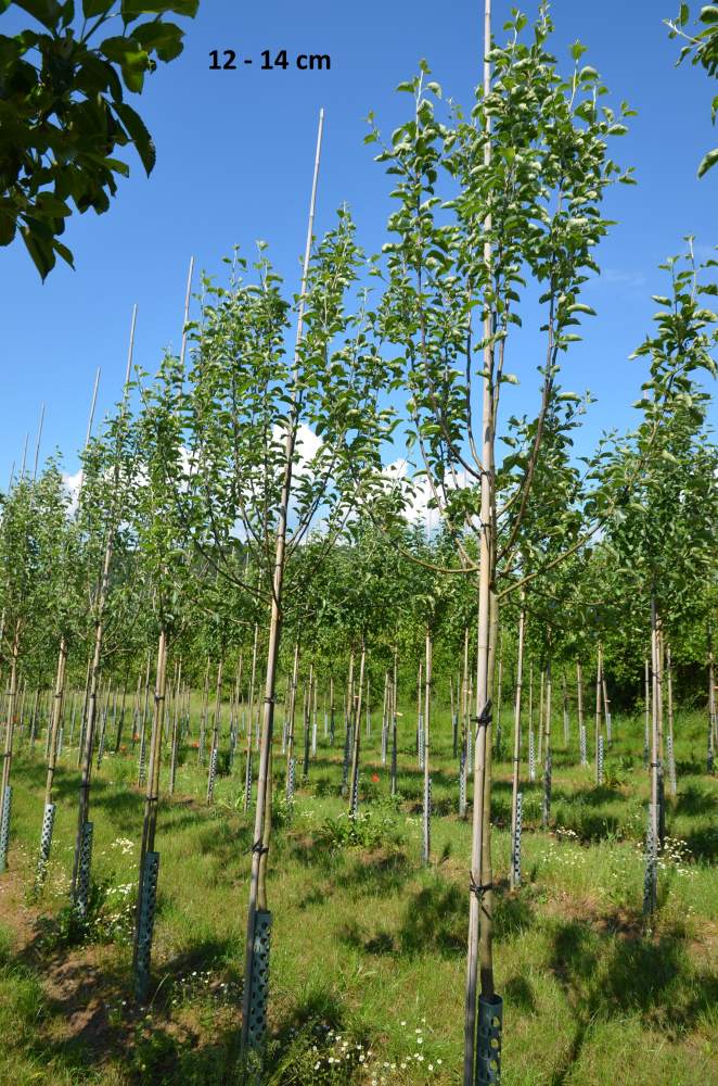 Apfel Ontario
