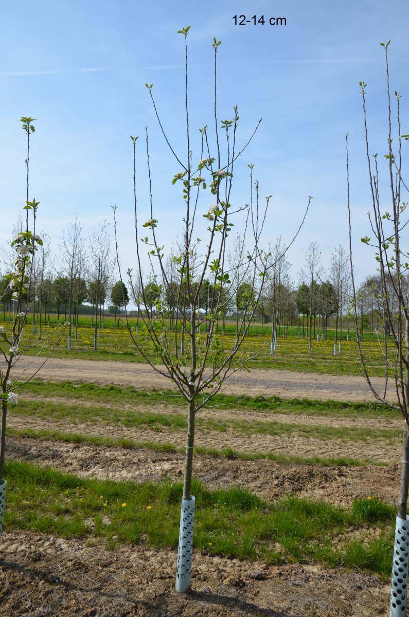 Apfel Ontario