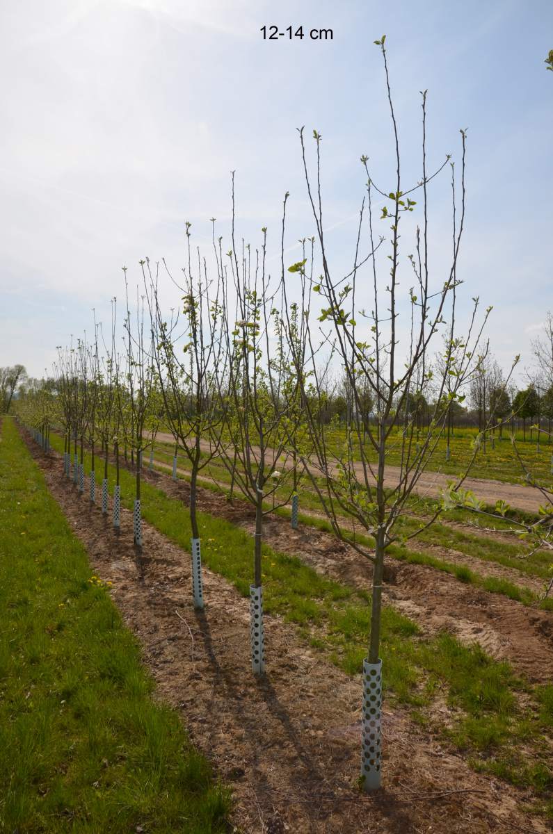 Apfel Ontario