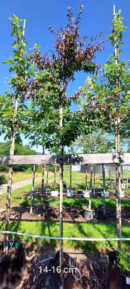 Eisenholzbaum Bella