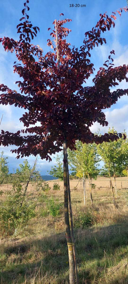 Eisenholzbaum Vanessa