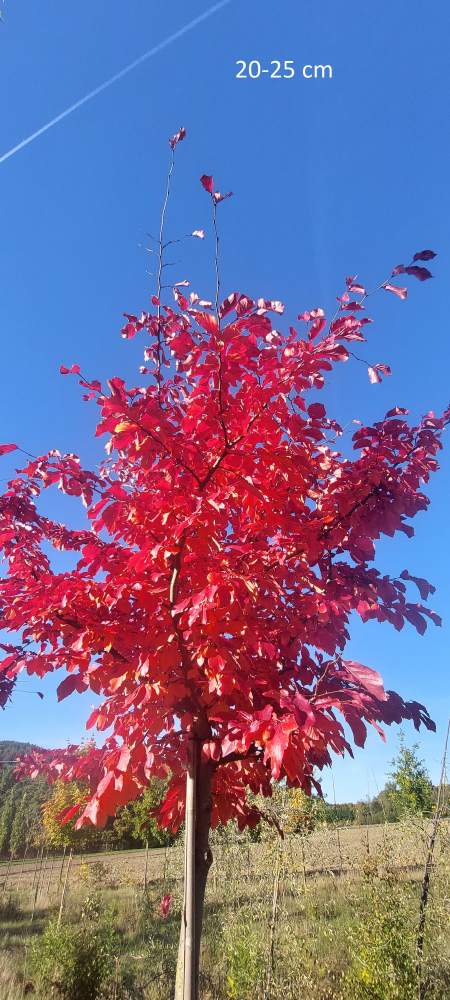 Eisenholzbaum Vanessa