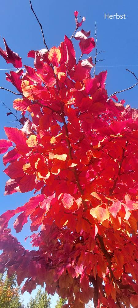 Eisenholzbaum Vanessa