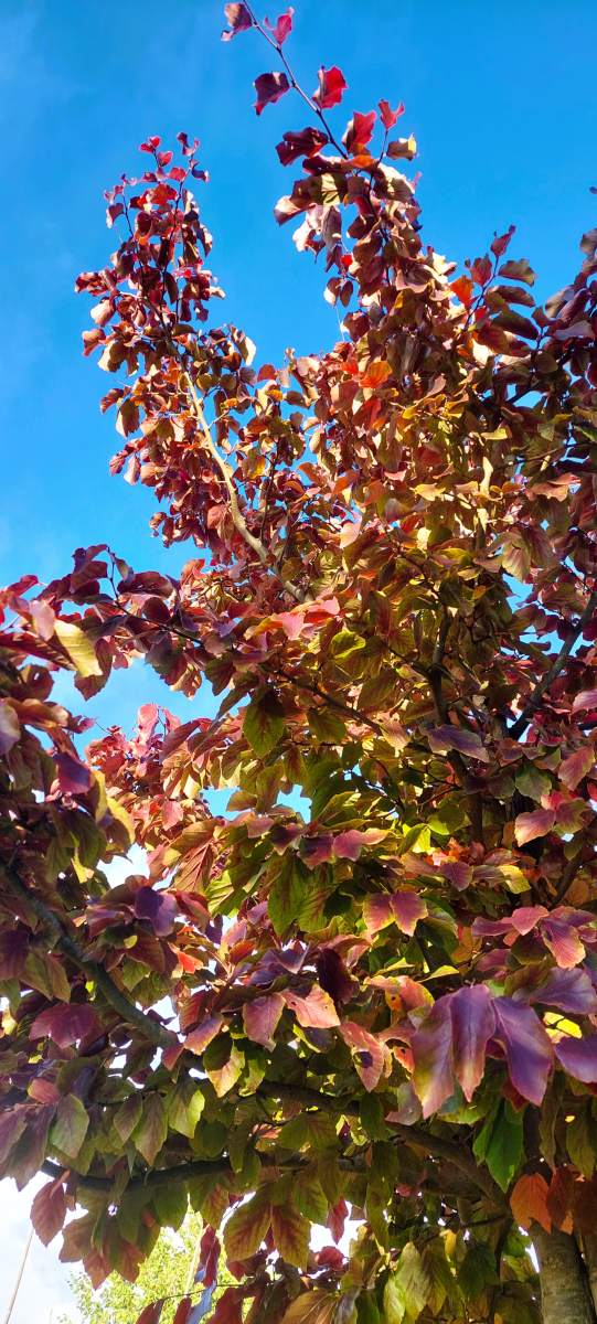 Eisenholzbaum Vanessa