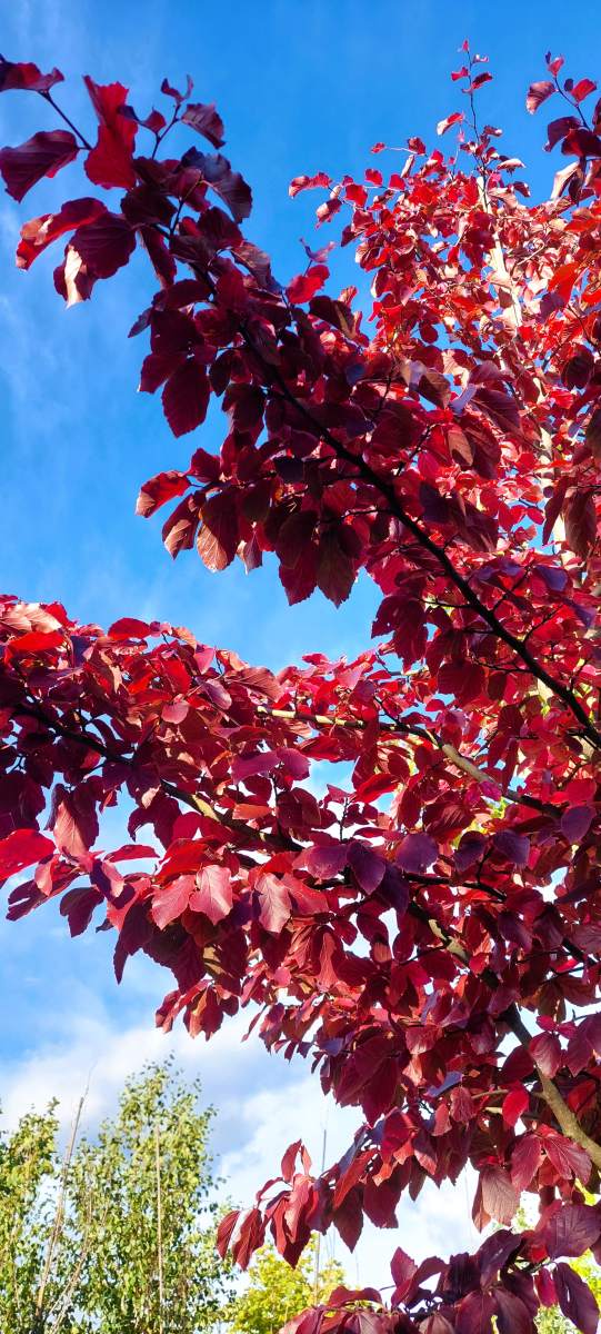 Eisenholzbaum Vanessa