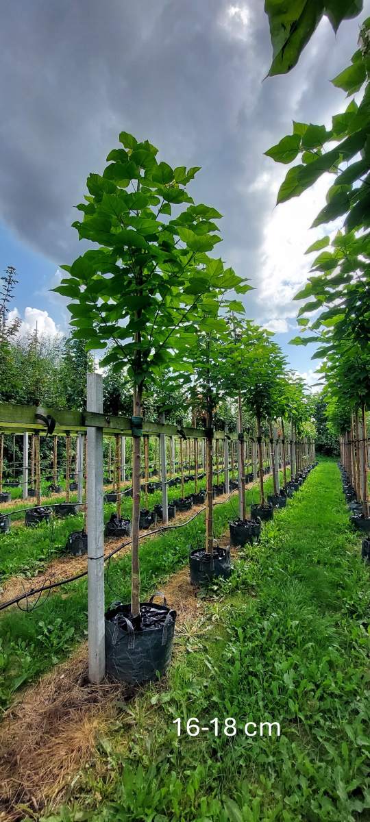 Blauglockenbaum Fast Blue