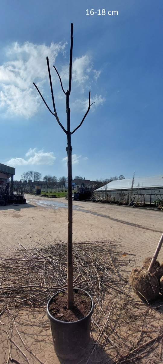 Blauglockenbaum Fast Blue