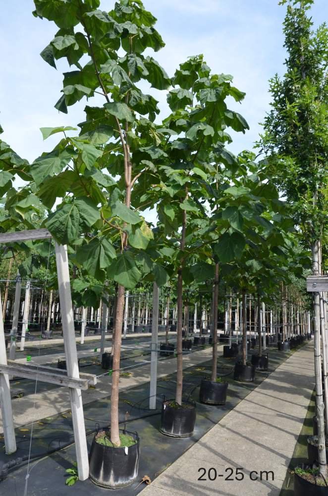 Blauglockenbaum Fast Blue