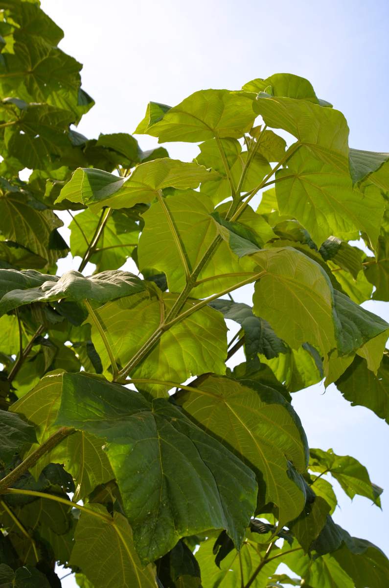 Blauglockenbaum Fast Blue