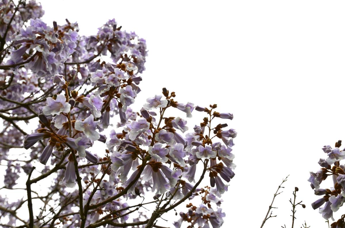 Blauglockenbaum