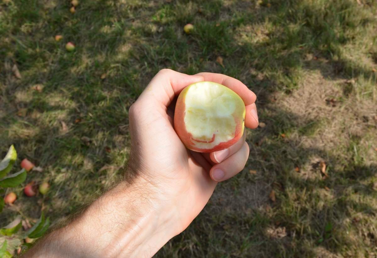 Apfel: Pinova