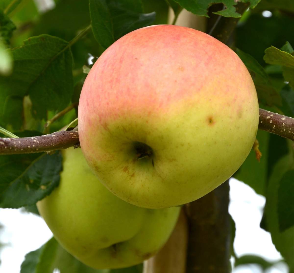 Apfel: Pinova