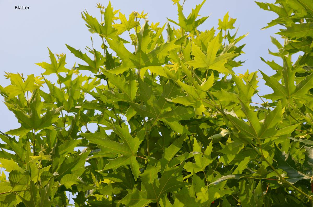 Platane - Orientalische Platane Minaret