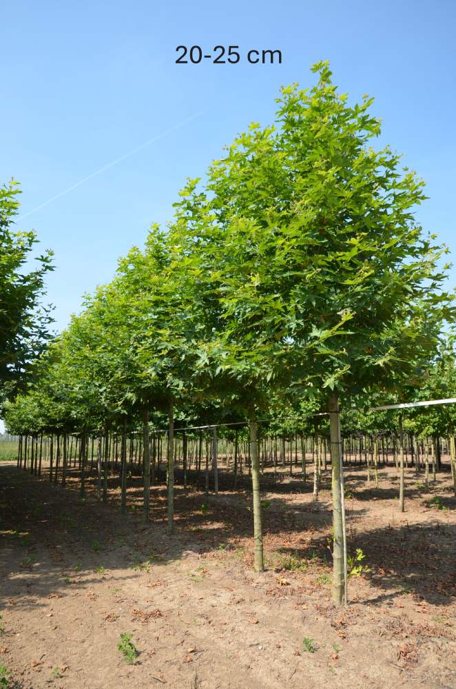 Platane: Orientalische Platane Minaret