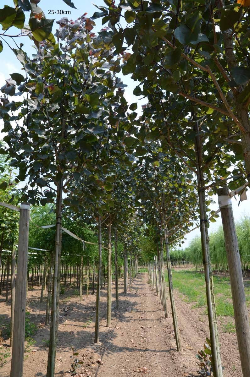 Pappel: Purpur-Pappel Purple Tower